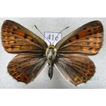 Lycaena tityrus (Poda, 1761) female Czerwończyk uroczek Poland41e
